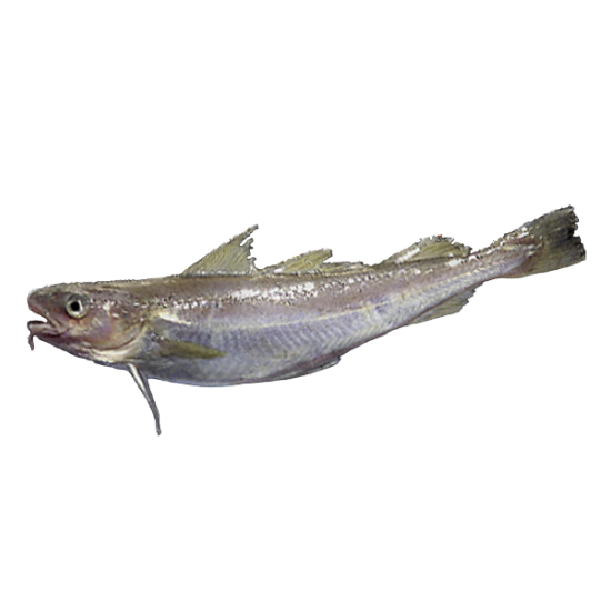 рыба навага от производителя Атлант