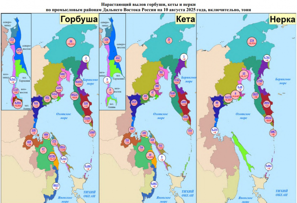 Нарастающий вылов горубши, кеты, нерки на 10 августа 2025.jpg