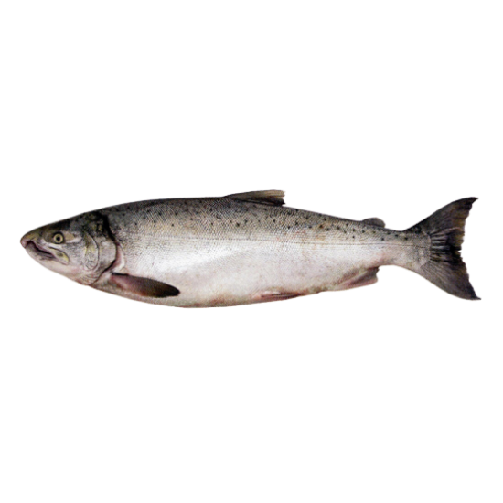 рыба кижуч от производителя Атлант