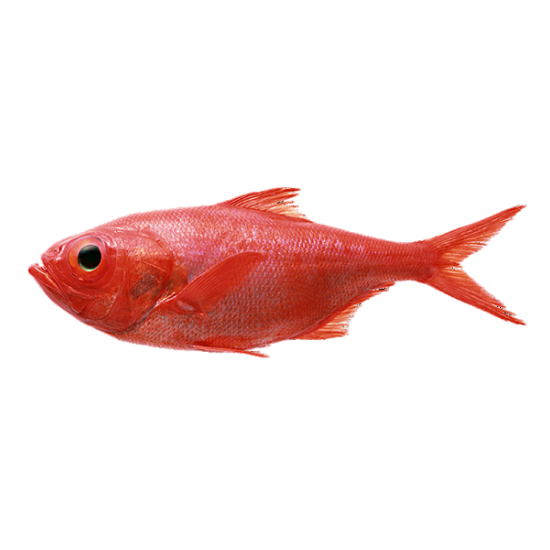 Окунь морской оптом от производителя Атлант-Фиш