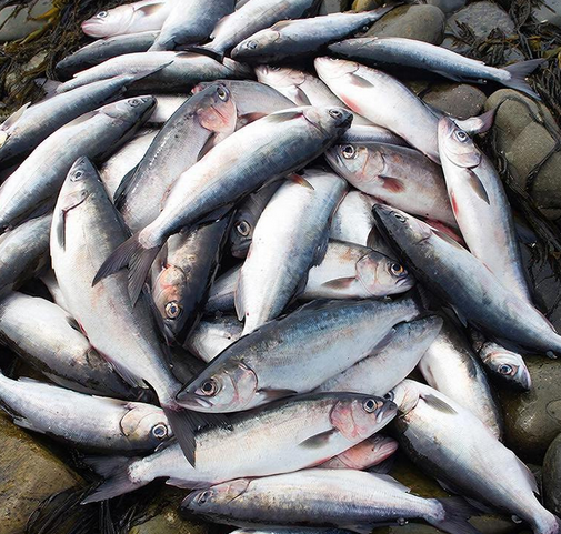 Прогноз лососёвой путины 2026: новые объёмы и ограничения на Сахалине