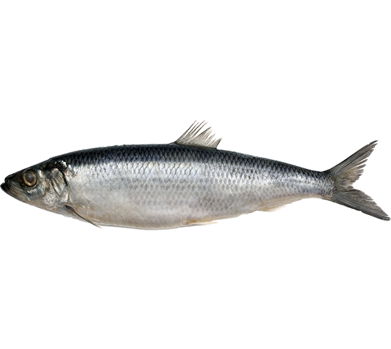 рыба сельдь от производителя Атлант